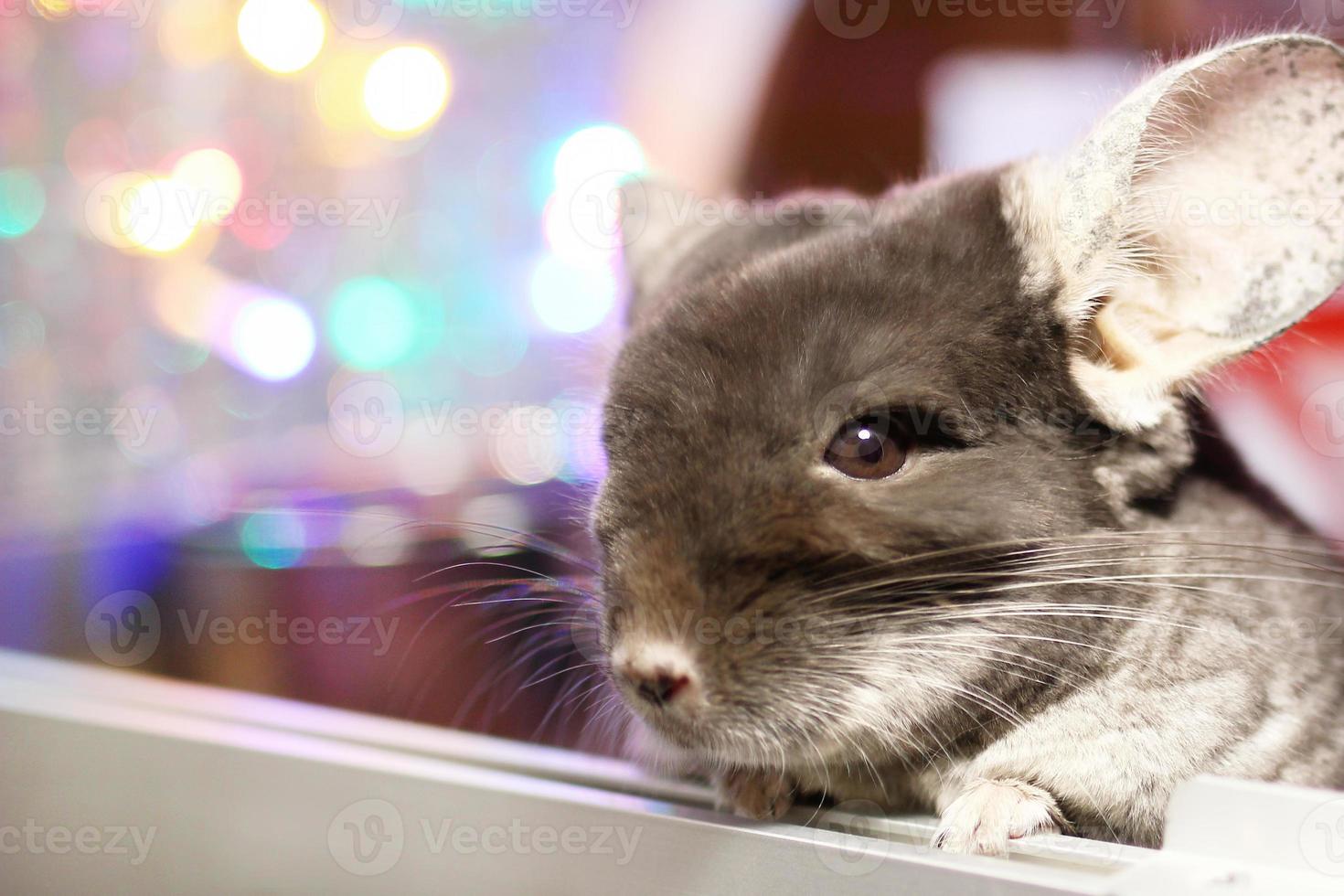 retrato de linda chinchilla marrón sobre un fondo de adornos navideños y luces navideñas. temporada de invierno y regalos para mascotas de año nuevo. foto