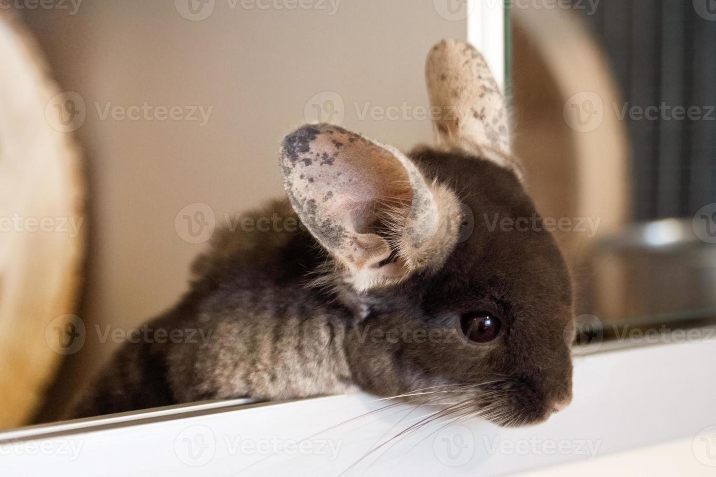 la linda chinchilla de color marrón aterciopelado está sentada en su casa y mirando hacia abajo, vista lateral. foto