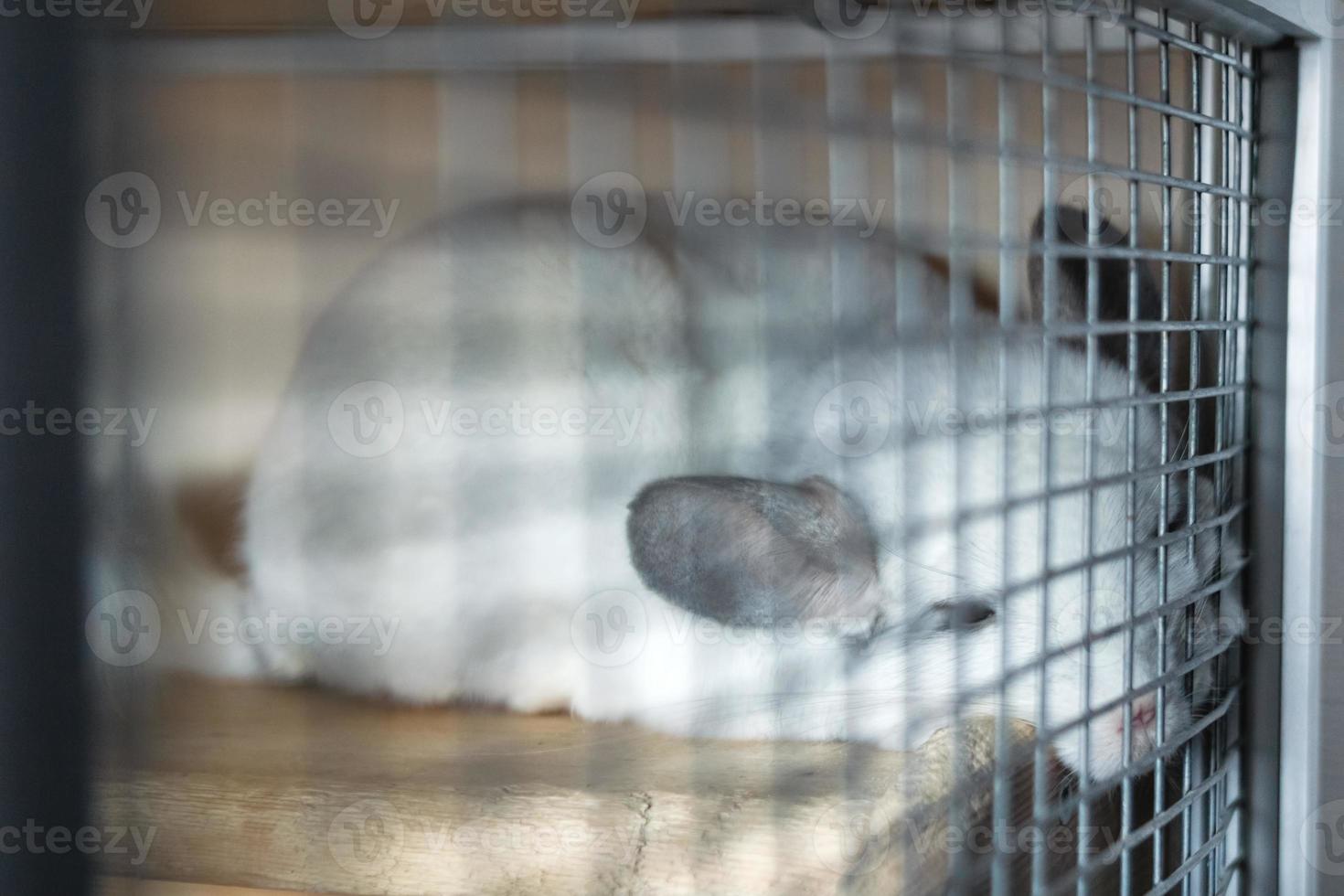 Cute chinchilla of white color is sleeping in its house on a wooden shelf near to lattice. photo