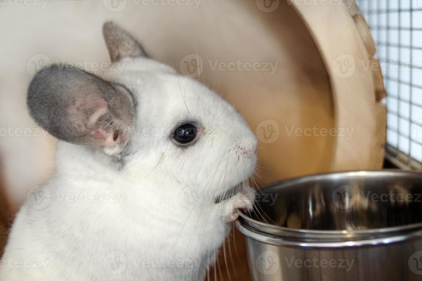 Cute chinchilla of white color is sitting in its house near to bowl with food, side view. Breakfast time. photo