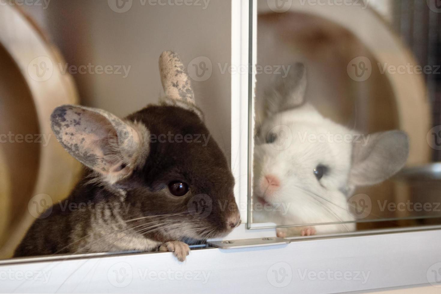 Two cute chinchillas of brown velvet and white colors are sitting beside in their house. photo