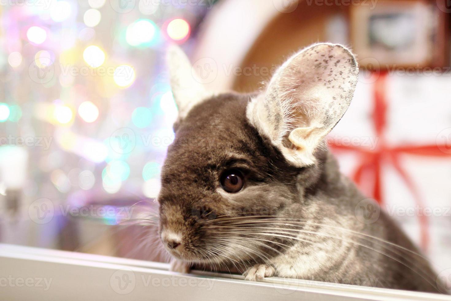 retrato de linda chinchilla marrón sobre un fondo de adornos navideños y luces navideñas. temporada de invierno y regalos para mascotas de año nuevo. foto