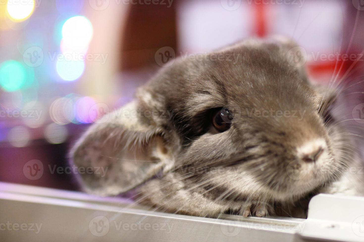 retrato de linda chinchilla marrón sobre un fondo de adornos navideños y luces navideñas. temporada de invierno y regalos para mascotas de año nuevo. foto