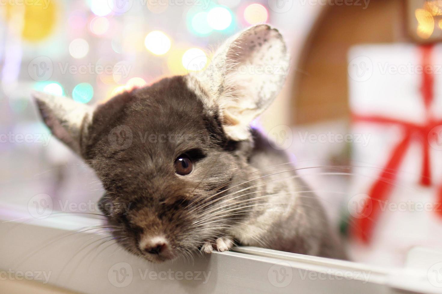 retrato de linda chinchilla marrón sobre un fondo de adornos navideños y luces navideñas. temporada de invierno y regalos para mascotas de año nuevo. foto