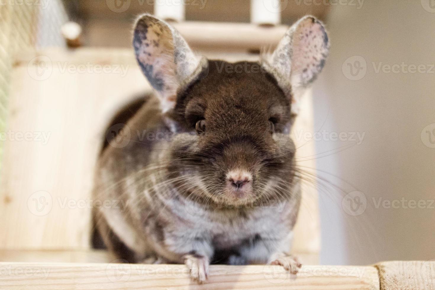 la linda chinchilla de color marrón terciopelo está sentada en un estante de madera cerca de su casa y mirando a la cámara, vista frontal. foto