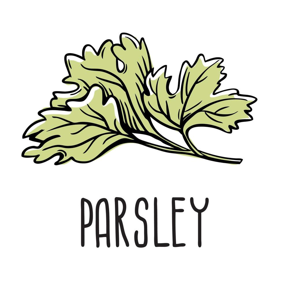 A green sprig of parsley. Vector isolated illustration of grass on a white background with the inscription