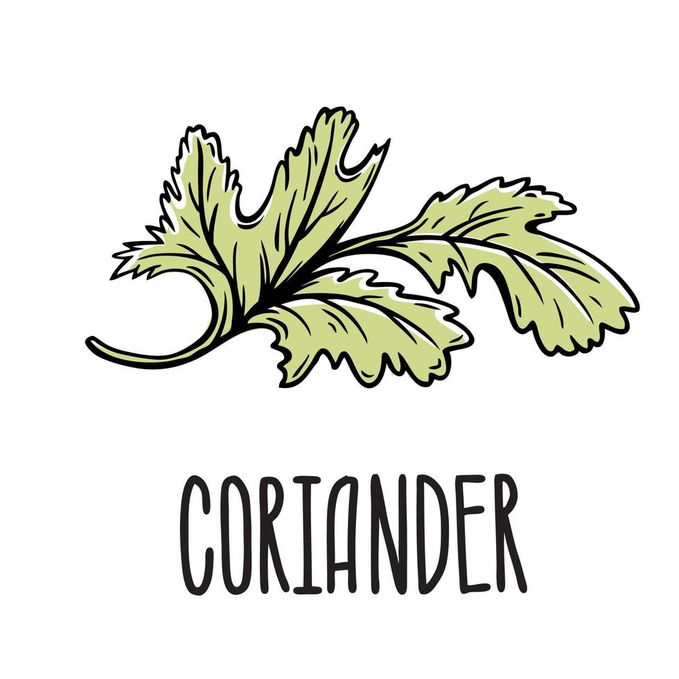 A green sprig of coriander. Vector isolated illustration of grass on a white background with the inscription