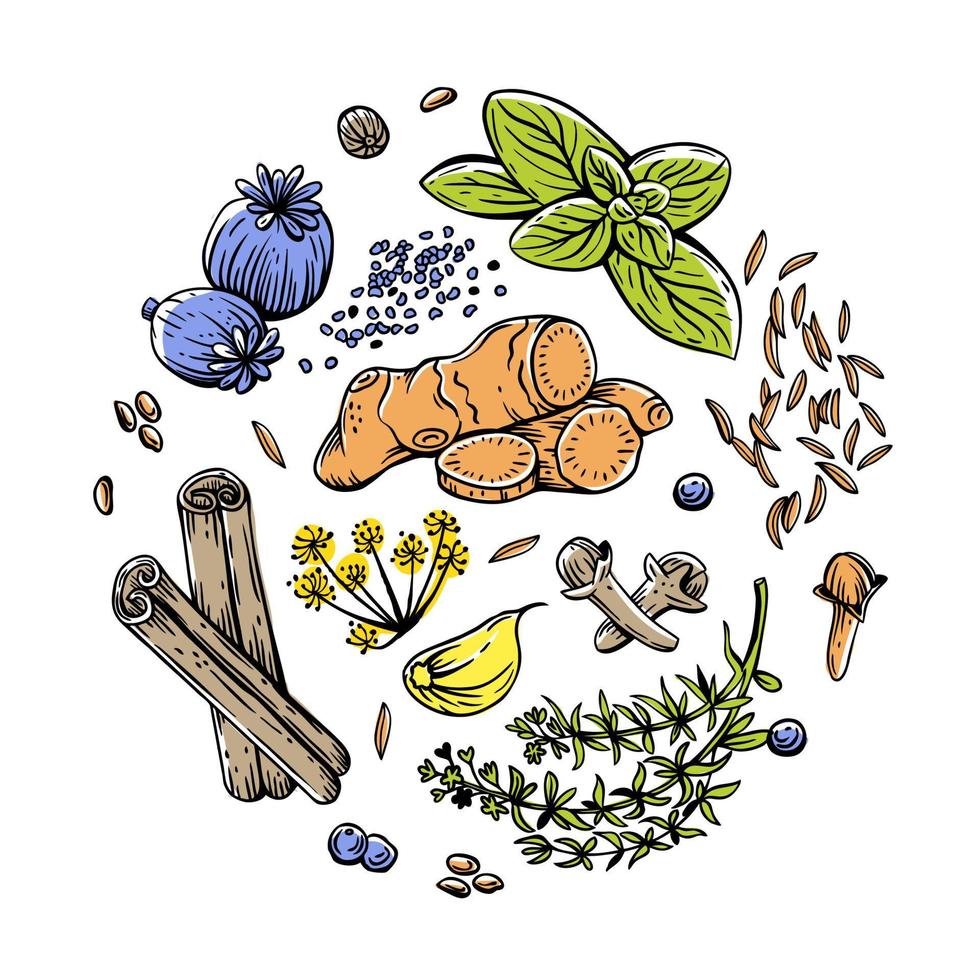 Vector set of linear illustrations with spices and herbs, basil, parsley, coriander, rosemary, cinnamon, chili, pepper, thyme, turmeric, black pepper, ginger, oregano, cumin