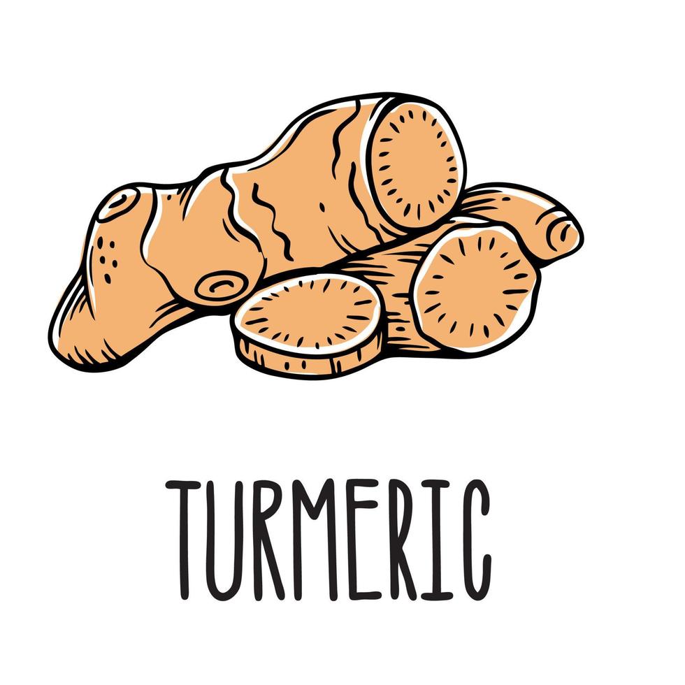 Orange turmeric root. Vector isolated illustration of spices on a white background with an inscription.