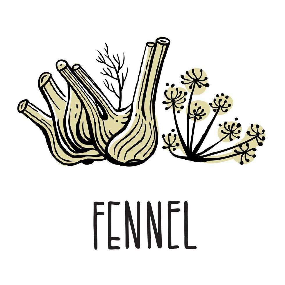 A green sprig of fennel. Vector isolated illustration of grass on a white background with the inscription