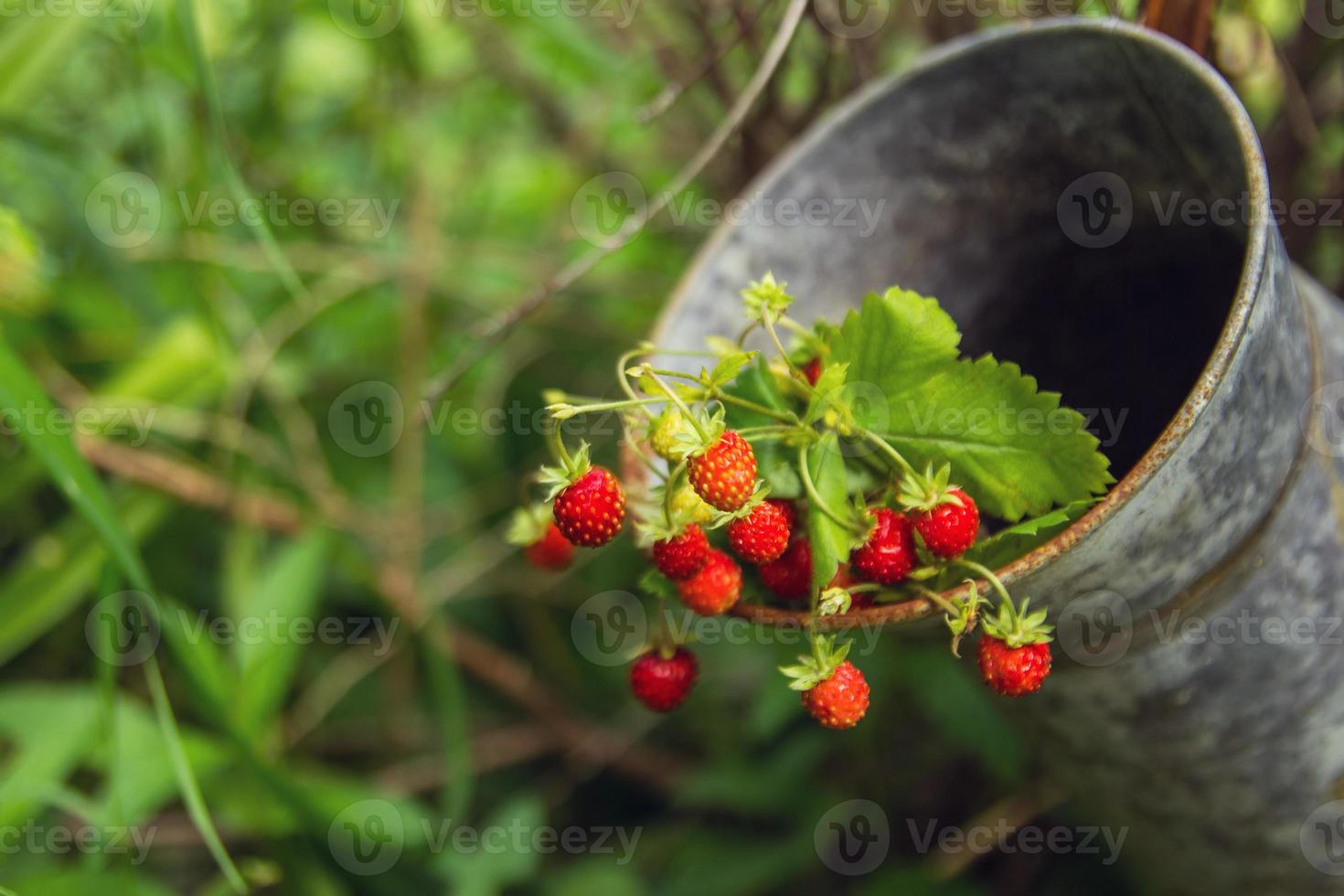 Berries of wild strawberry on branches in an old tin jar. Russia, Siberia. photo