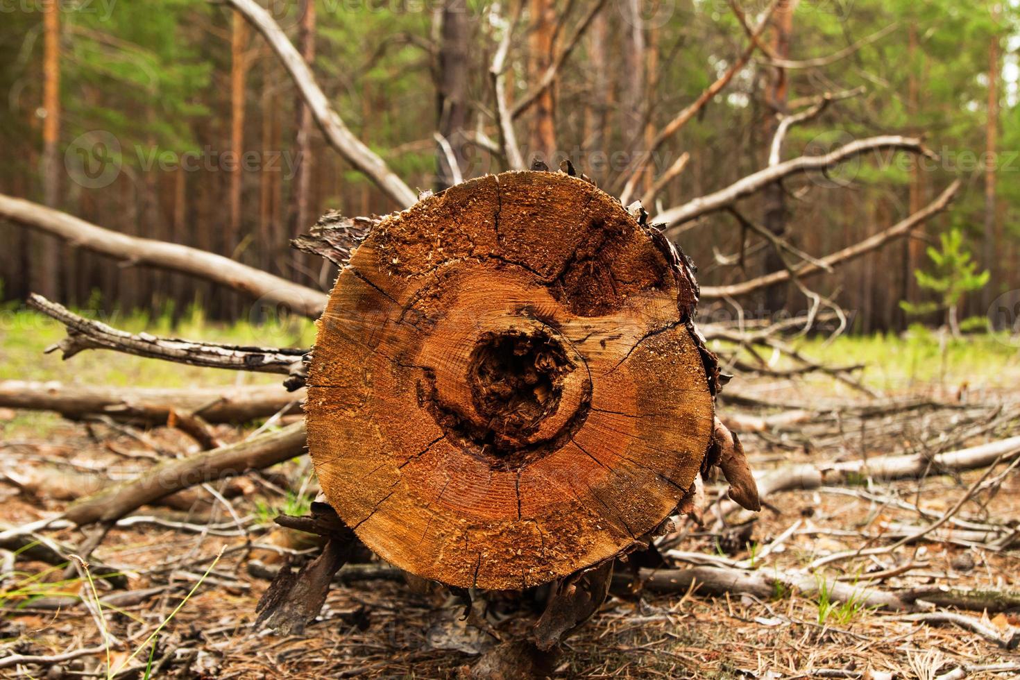 Russia, Siberia. The log from the sawn wood in the forest. photo