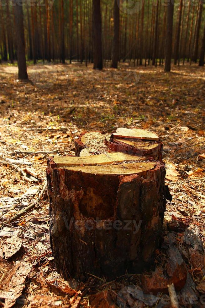 Russia, Siberia. A stump of tree closeup in a forest. photo