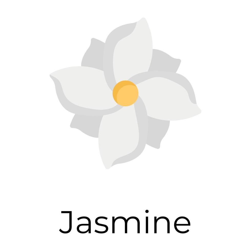 Trendy Jasmine Flower vector
