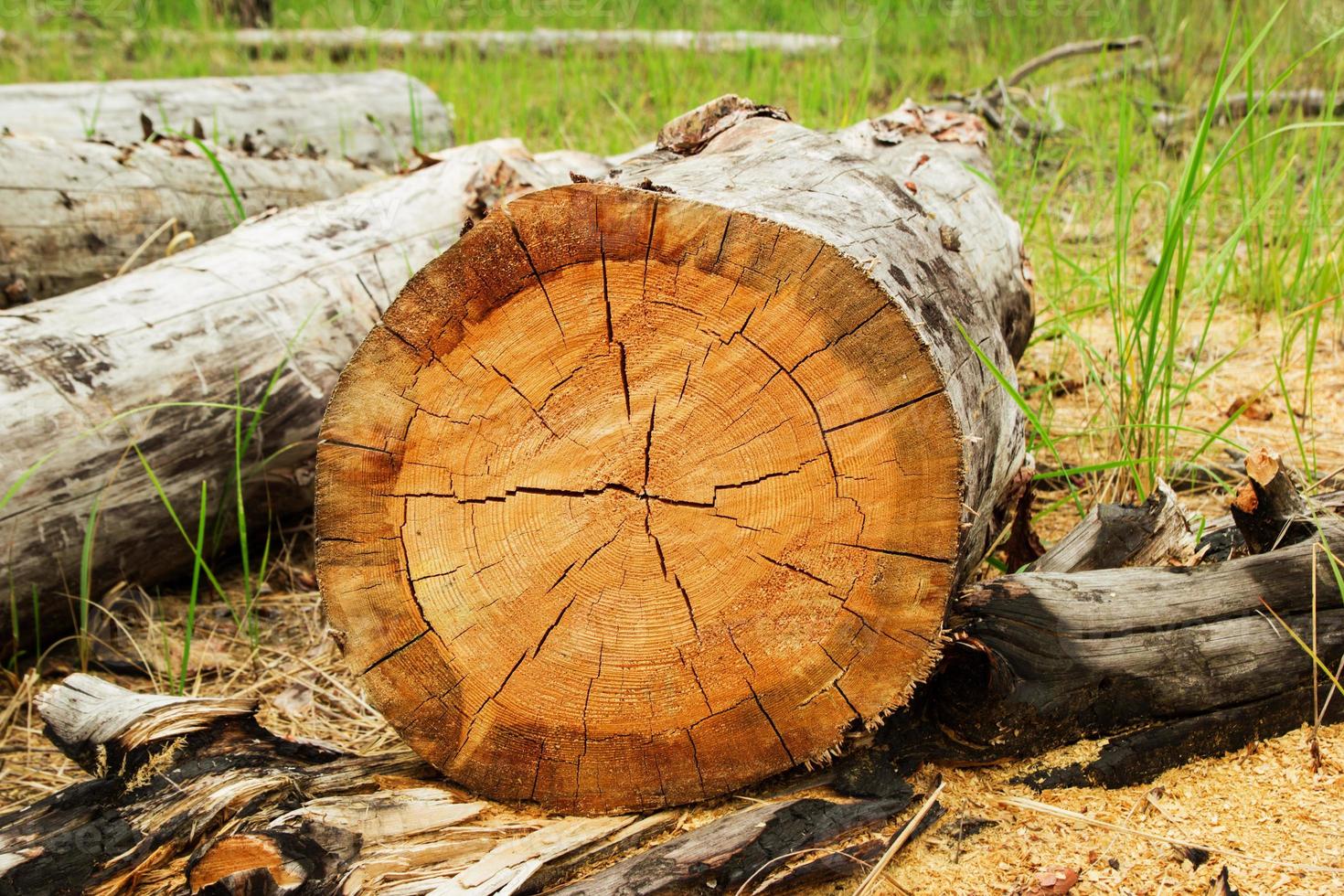 rusia, siberia. el registro de la madera aserrada y aserrín en el bosque. foto