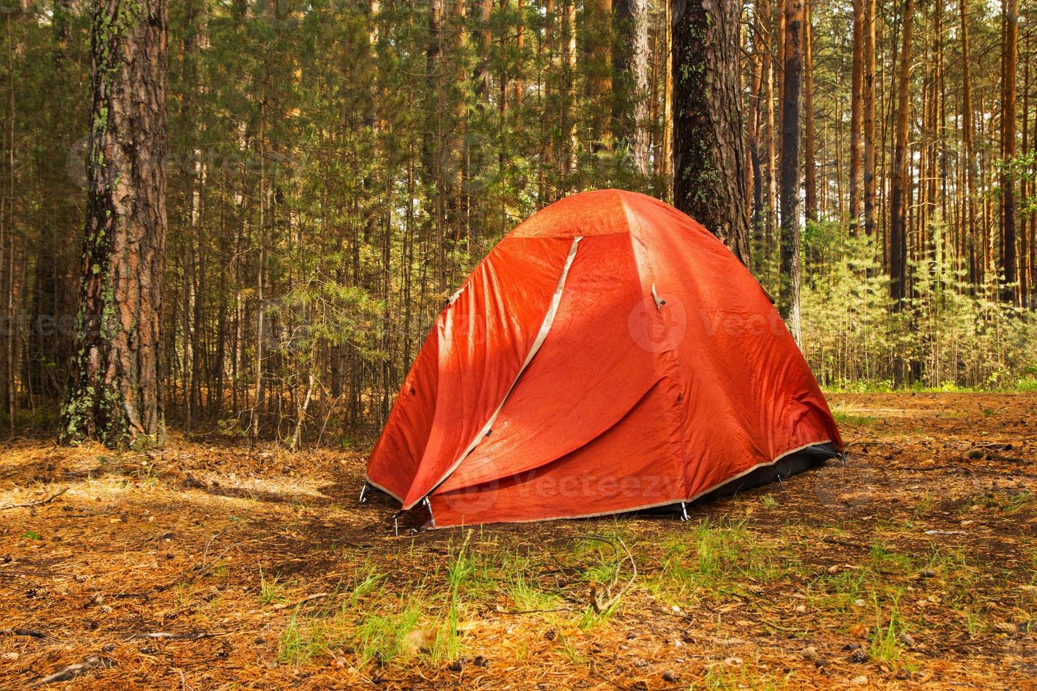 Siberia, Russia. An orange tent in a forest in a sunny day after rain. photo