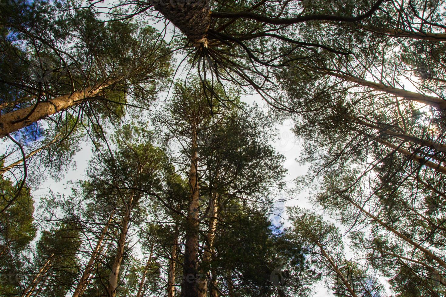 Looking up the trees in a Siberian forest on a blue sky background in Russia. photo