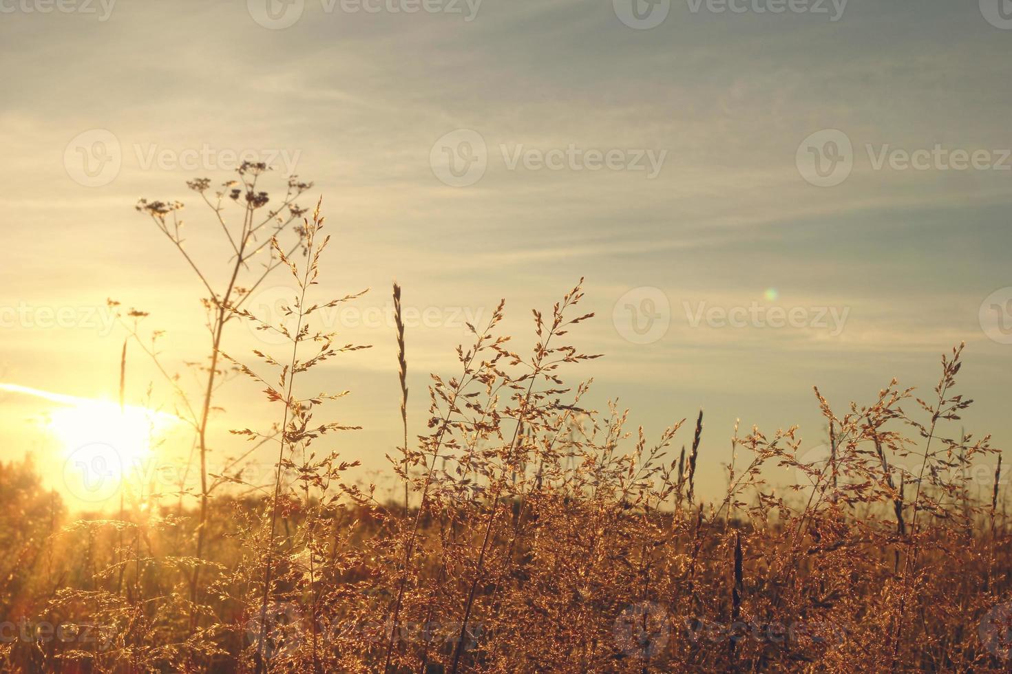 Yellow grass on a field on sunrise early morning. photo