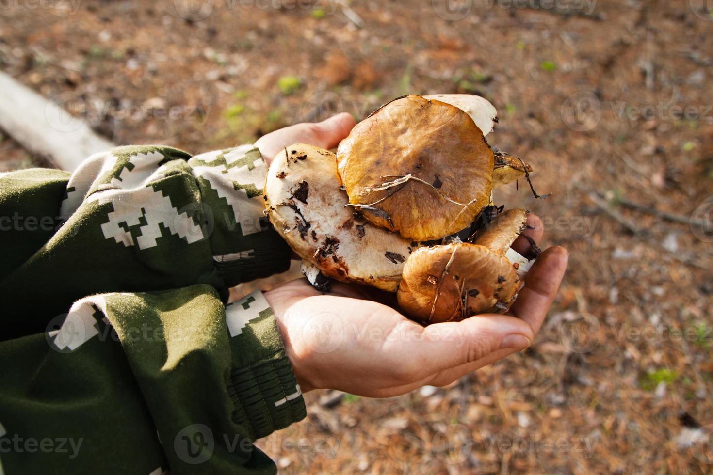 Two hands of woman holding mushrooms in a forest. photo