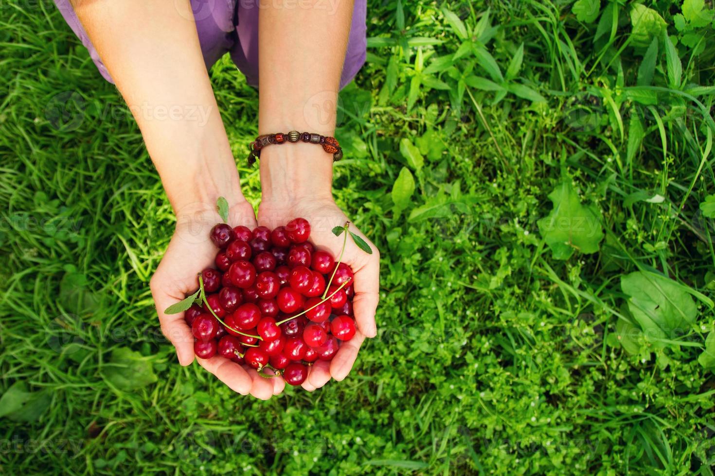 Two hands of woman with ripe cherries on the green background, top view. photo