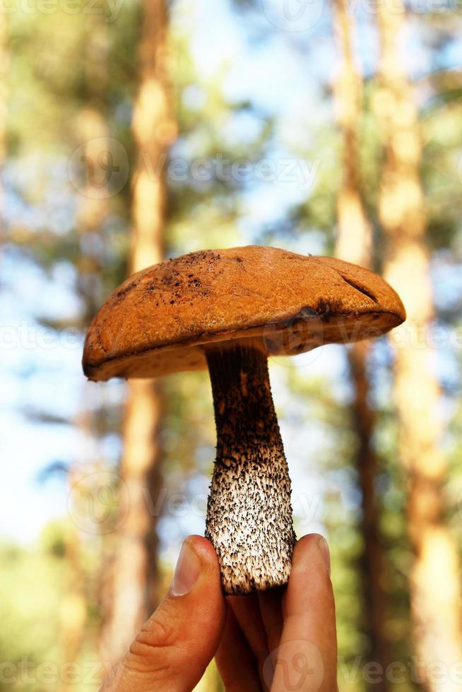 Mushroom in the man hand on a background of summer forest. photo