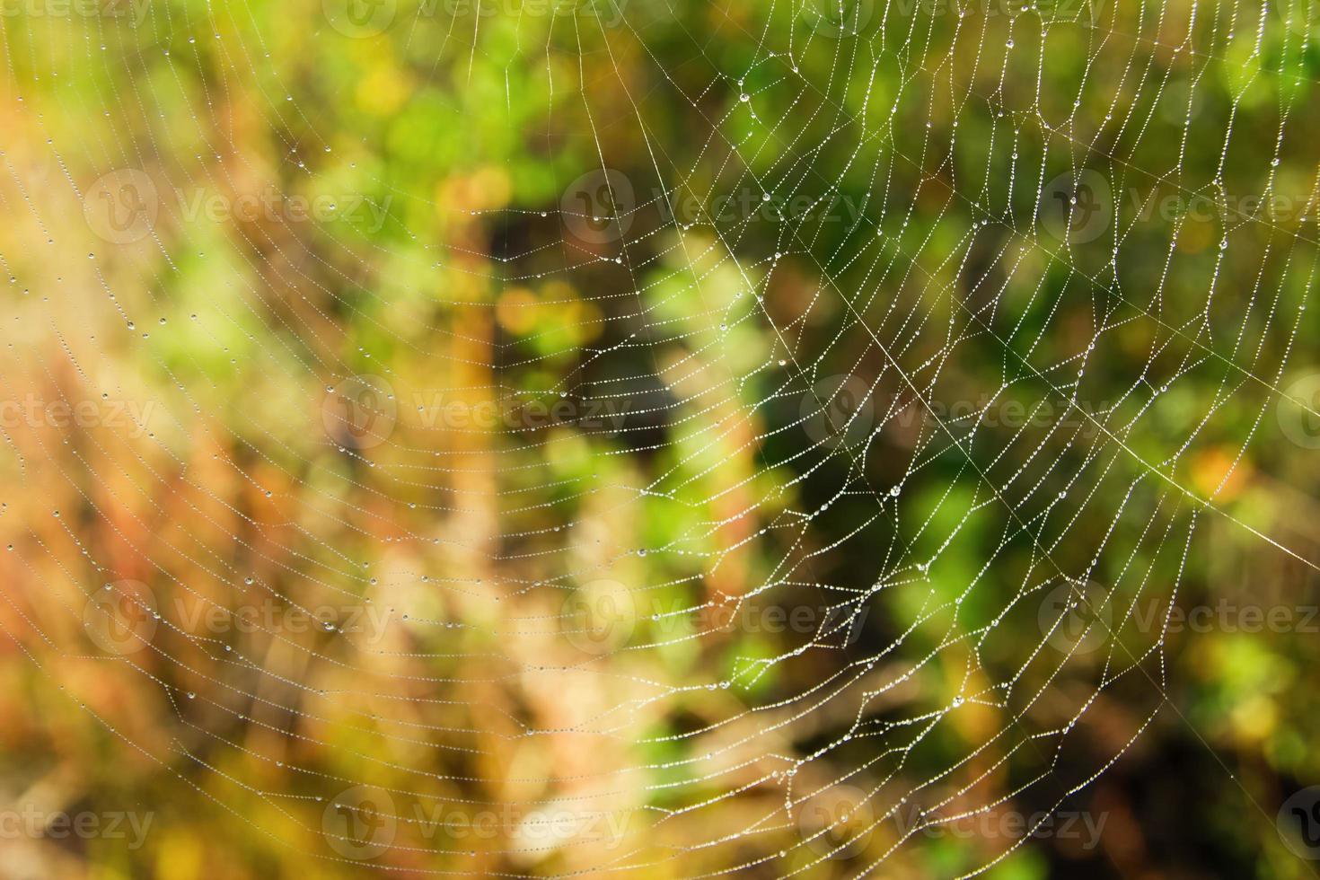 The web a blurred green and yellow background. photo