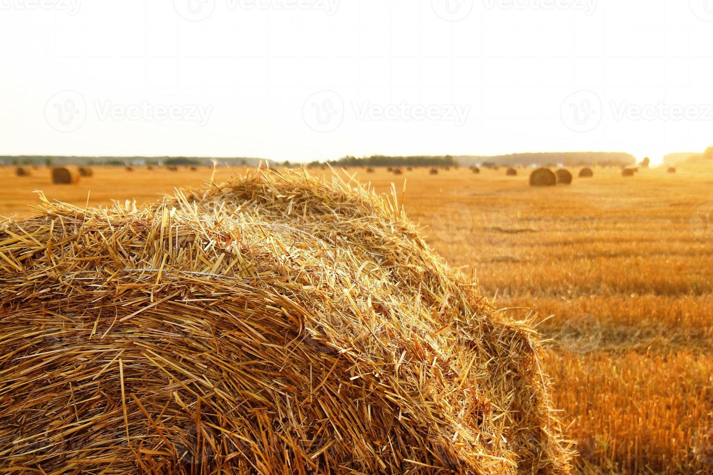 Stack of hay closeup on a field with dry yellow grass on a sunset with beautiful sunlight. photo