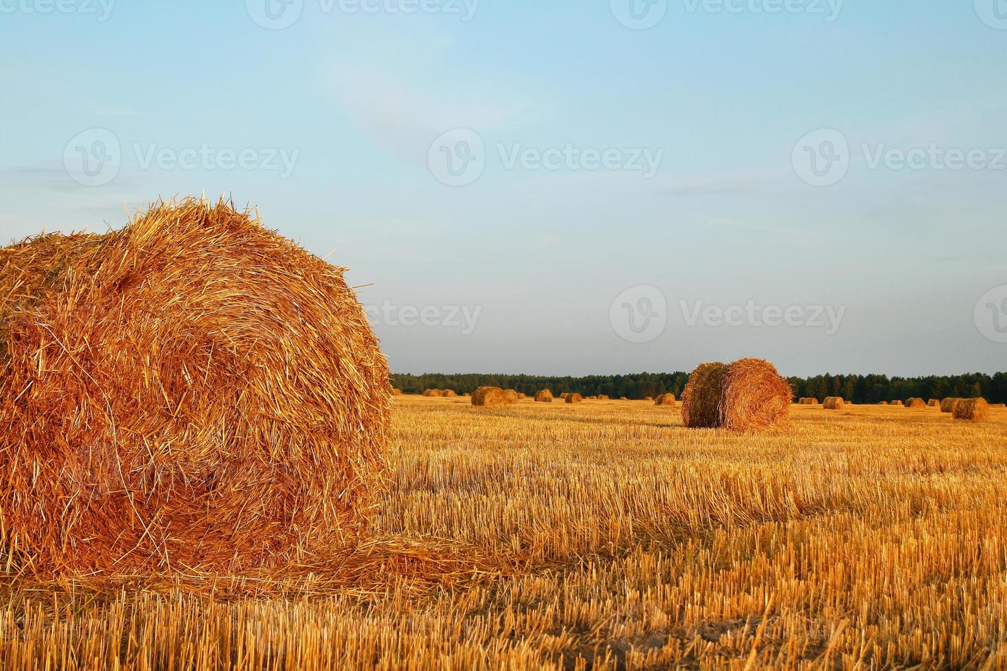 Field with dry yellow grass and haystacks on a sunset. Autumn landscape. photo