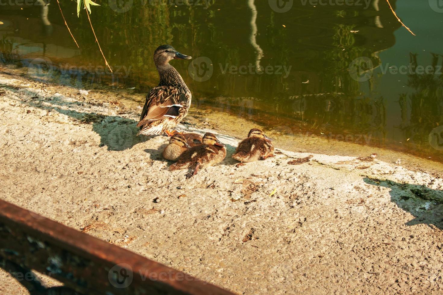 Family of wild ducks resting on the shore on a sunny day. Duck mallard female and little baby ducklings near a lake, pond or riwer. photo
