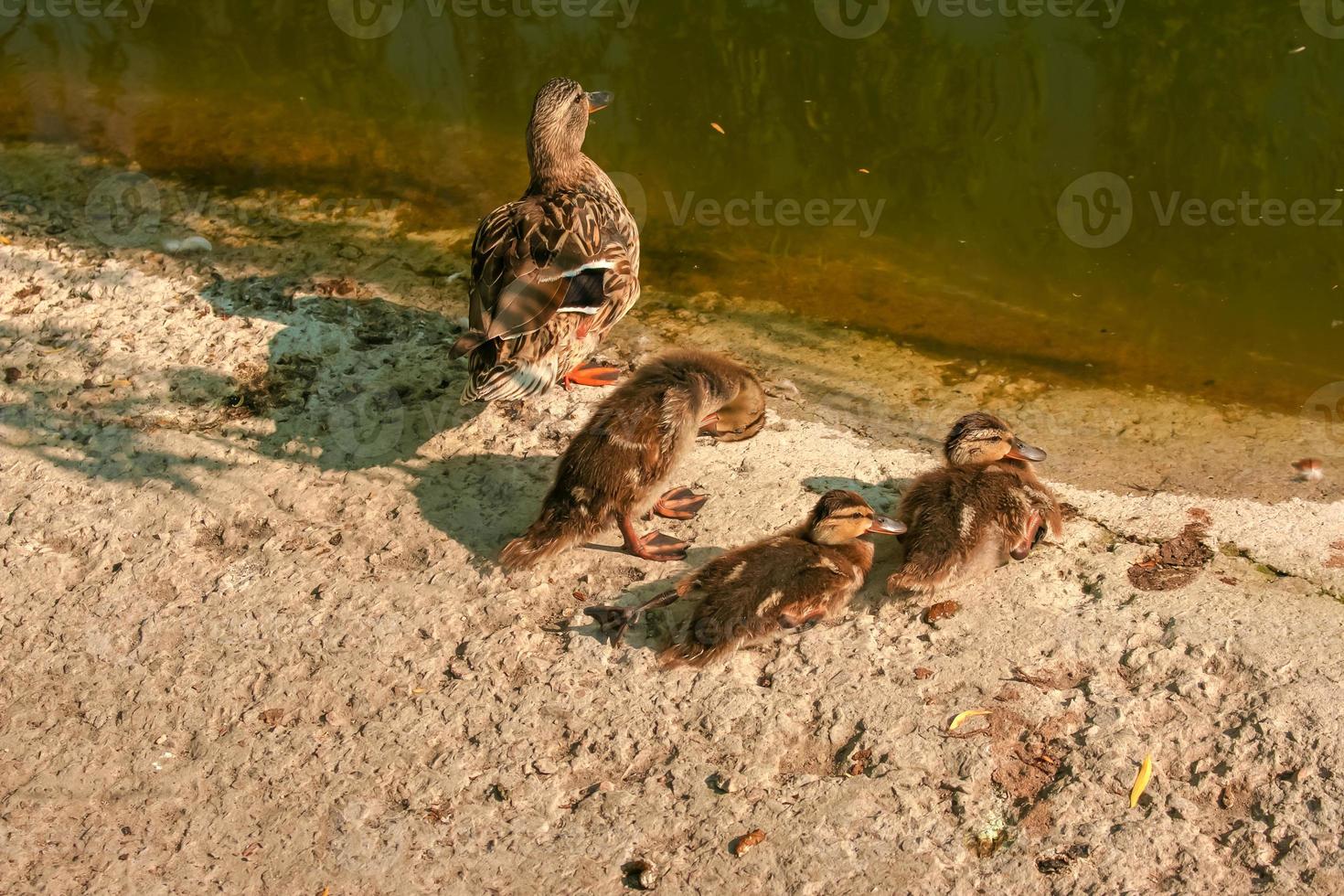 Family of wild ducks resting on the shore on a sunny day. Duck mallard female and little baby ducklings near a lake, pond or riwer. photo