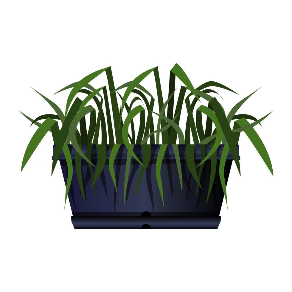 Long black pot of green foliage in realistic style. Flower bed for the window. Colorful vector illustration isolated on white background.