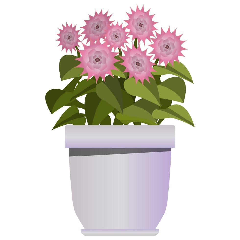 Pink flowers in purple pot in realistic style. Flower bed for the window. Colorful vector illustration isolated on white background.