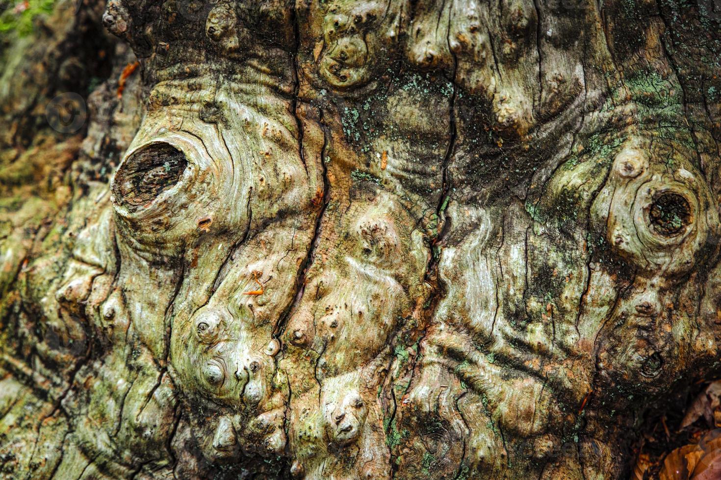 texture of the surface of an ancient forest tree, naturalistic detail photo