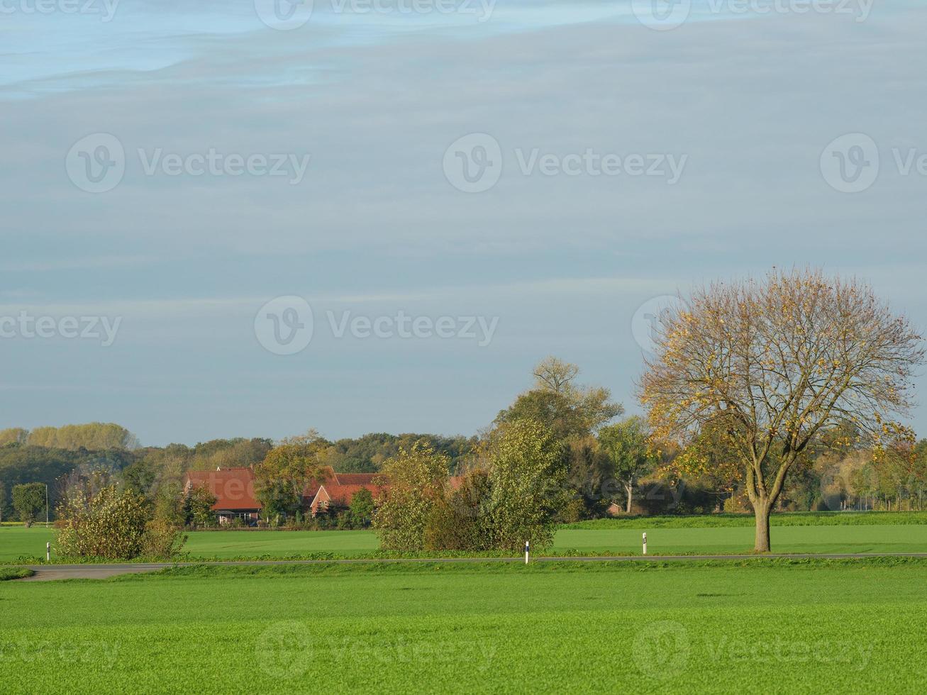 many sunflowers in the german muensterland photo