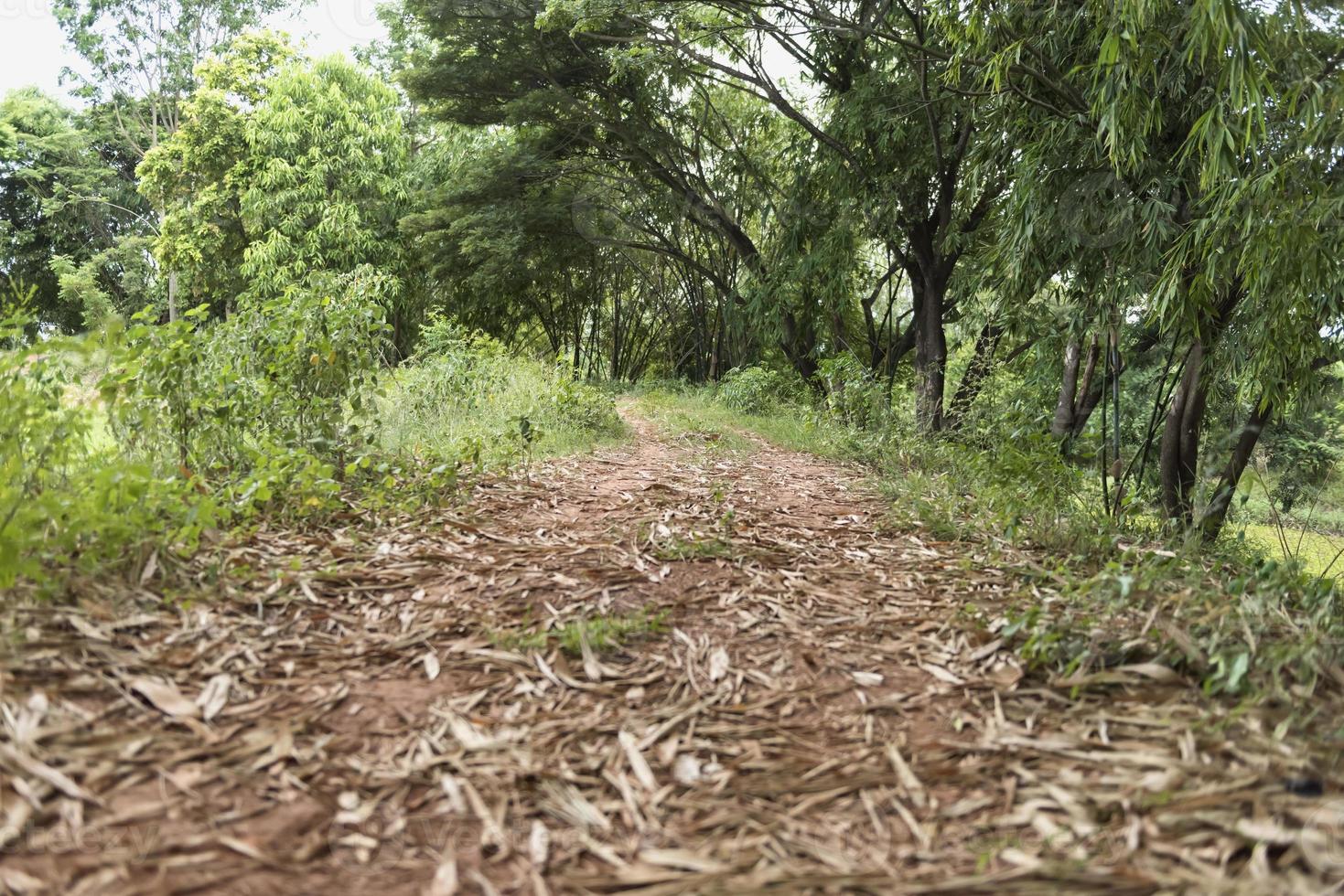 camino en el parque jardín bosque madera entre los árboles naturaleza paisaje. foto