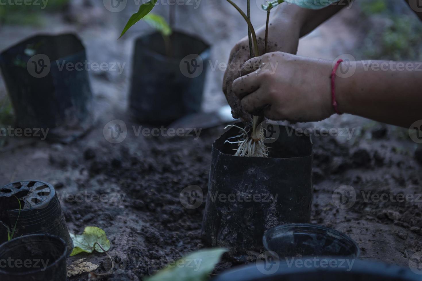 Close-up of a woman's hand transplanting a seedling into a nursery bag. photo