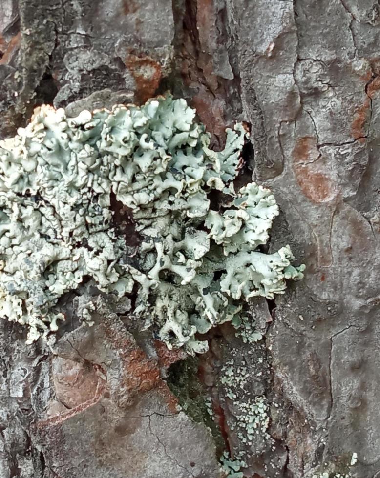 Lichen on tree bark. Parmelia sulcata. photo