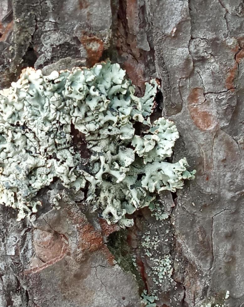 liquen en la corteza de los árboles. parmelia sulcata. foto