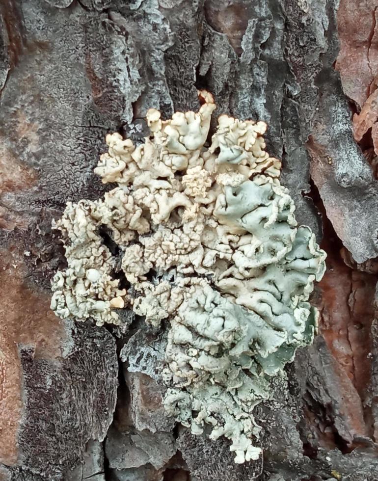 Green lichen on brown tree bark. Parmelia sulcata. photo