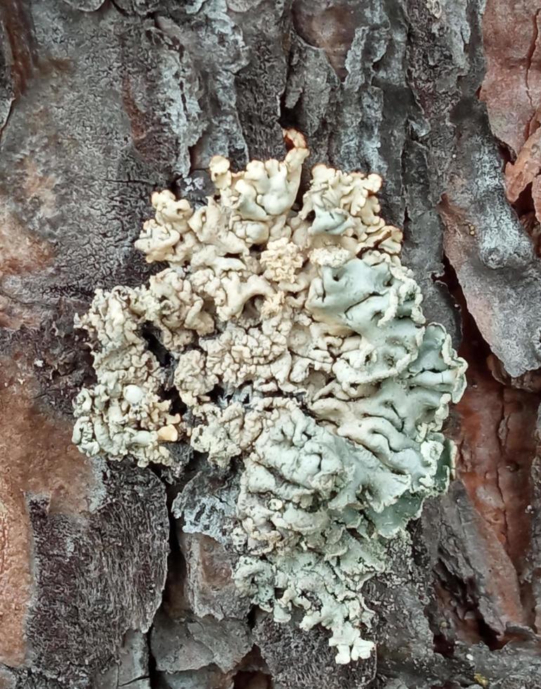 liquen verde sobre corteza de árbol marrón. parmelia sulcata. foto