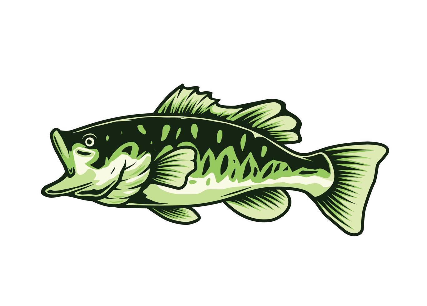 largemouth bass fish illustration vector