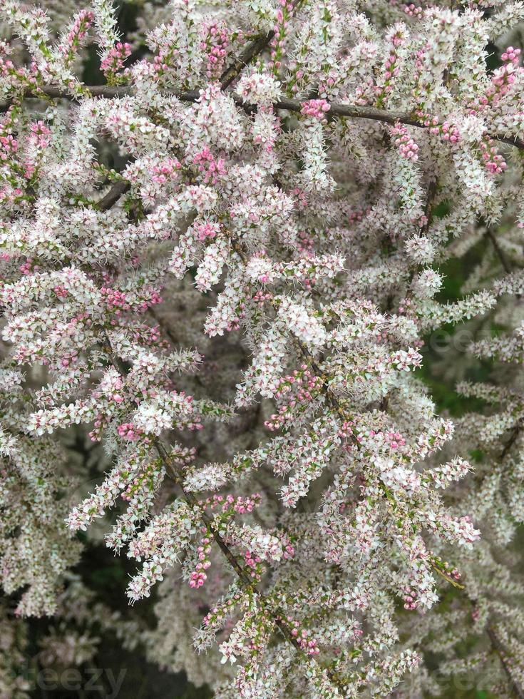 Close-up of a branch of tamarix with white-pink buds and flowers in spring. Vertical orientation, selective focus photo