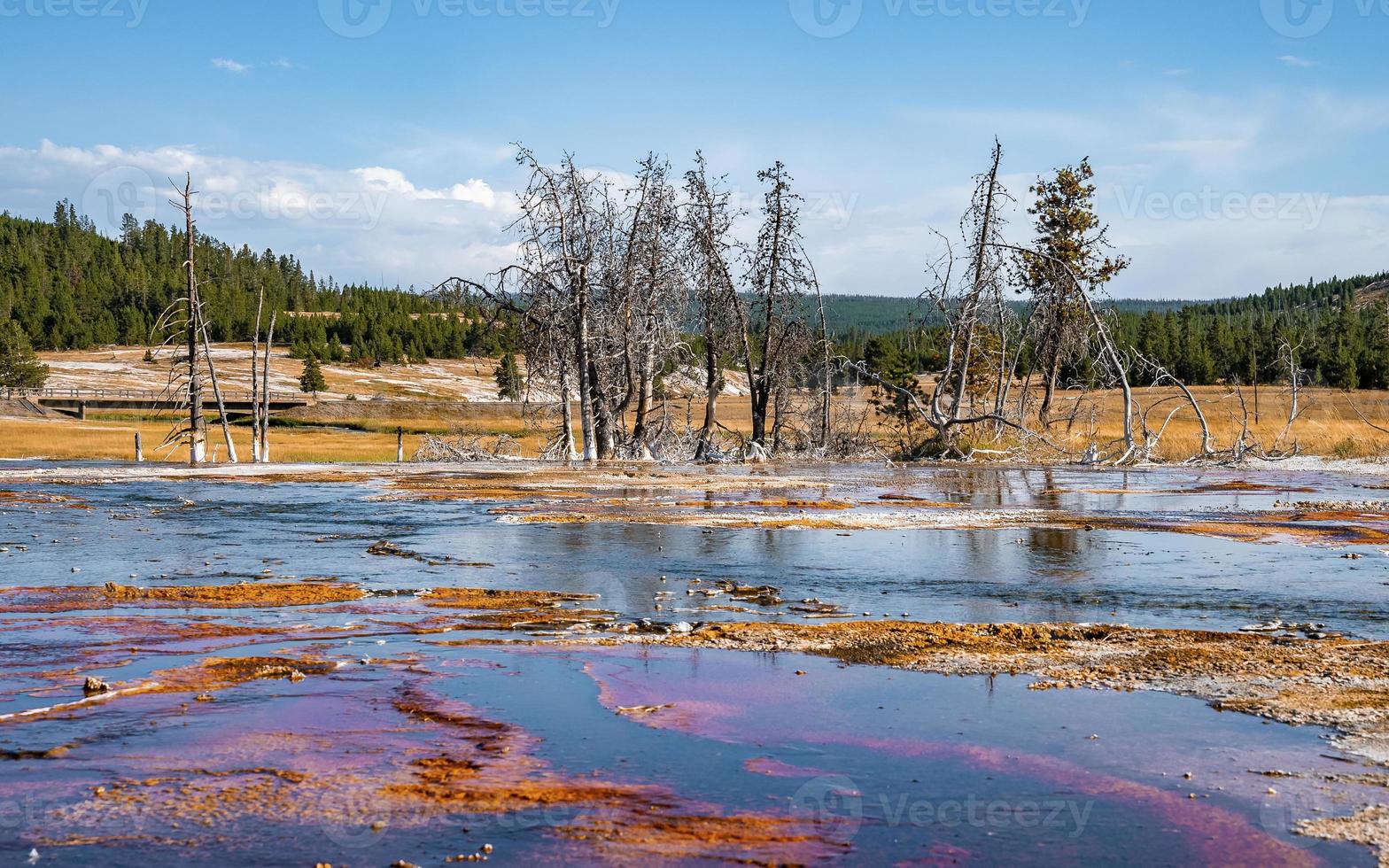 Dead trees amidst geothermal landscape at geyser basin in Yellowstone park photo
