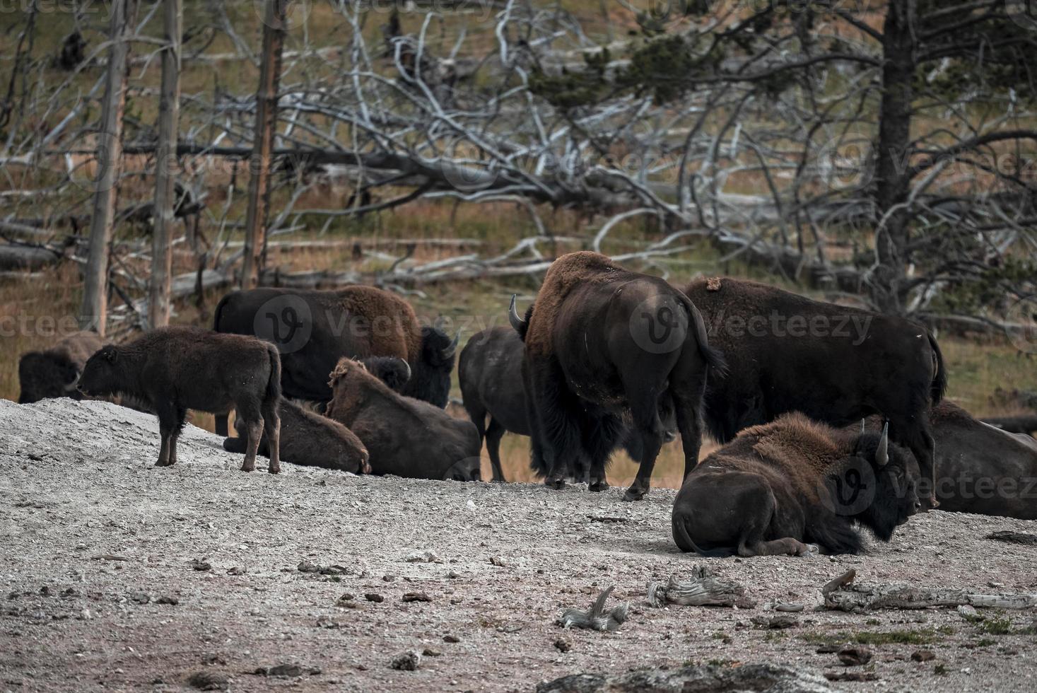 Herd of Bisons relaxing on geothermal landscape in forest at National park photo