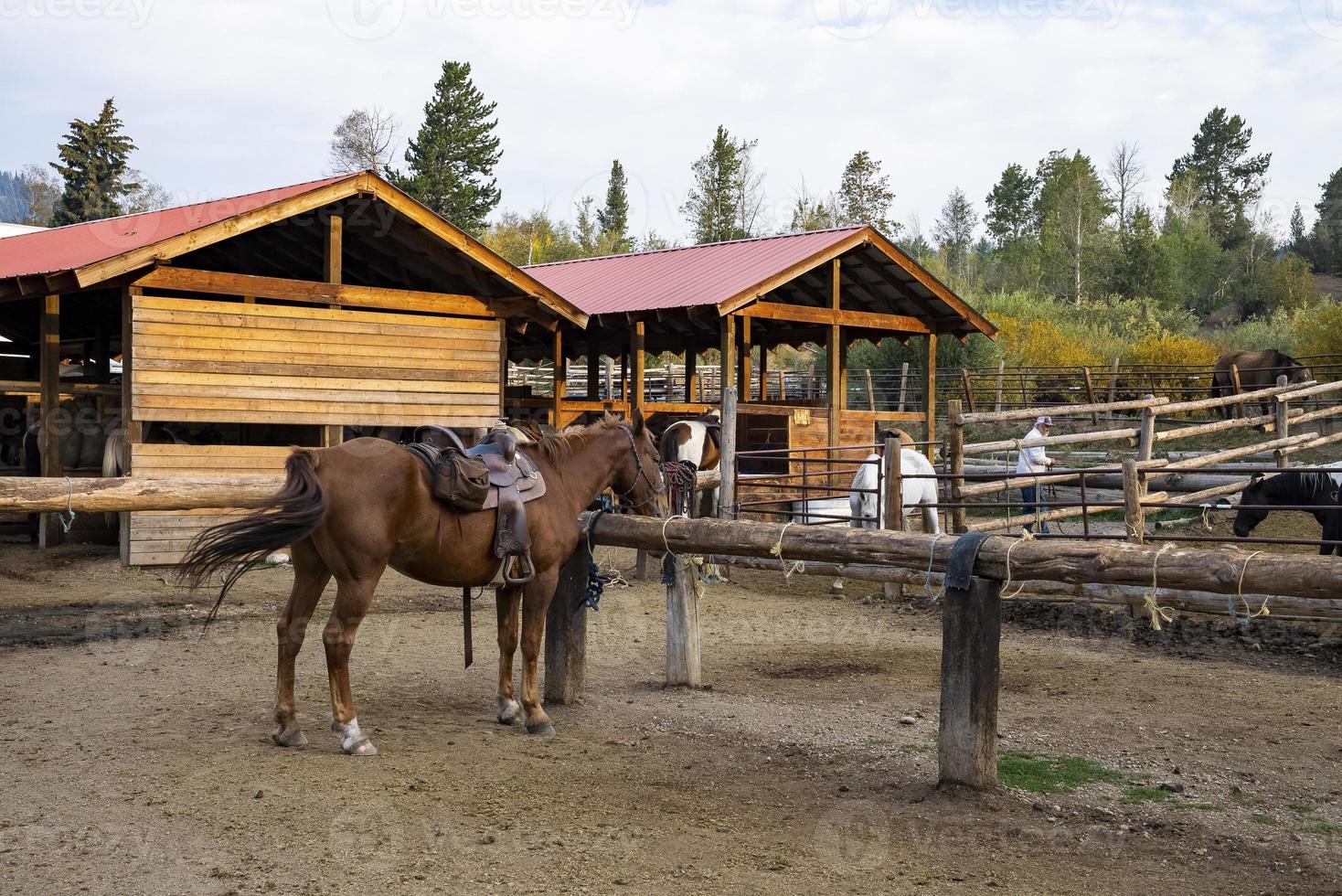 Horses standing at ranch with trees in background at Yellowstone National Park photo