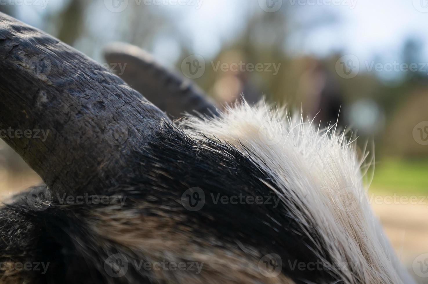 goat horns and upper part of the head with wool photo