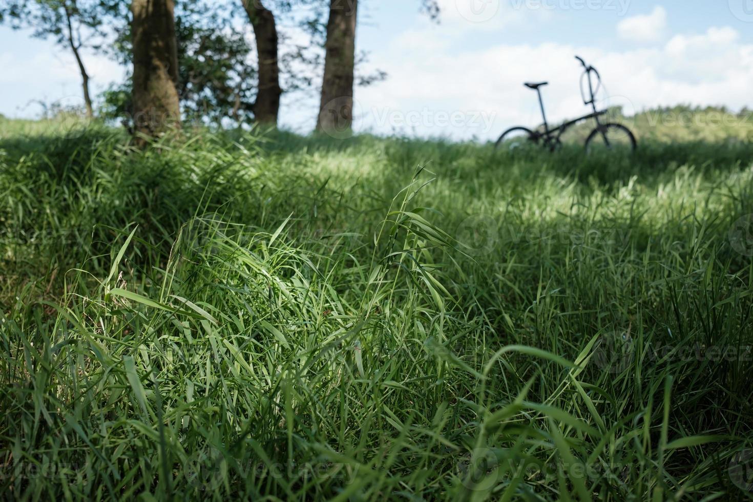 Meadow near the forest, a blurred bike in the background in the grass photo