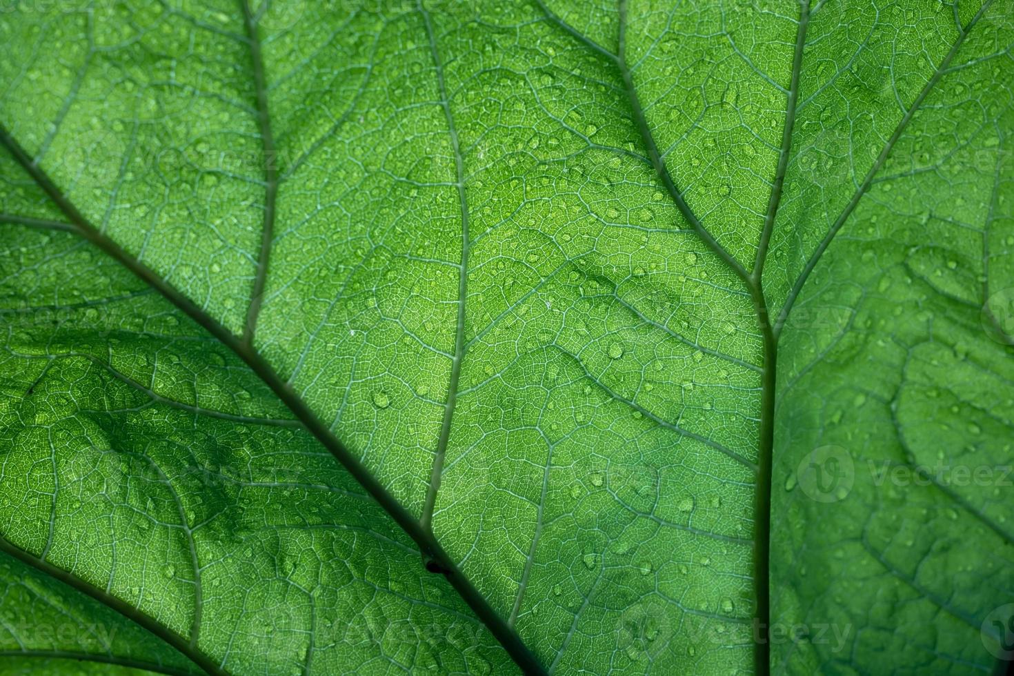 Beautiful green leaf veined in water droplets. Abstract, textured background. Copy space. Bottom view. photo