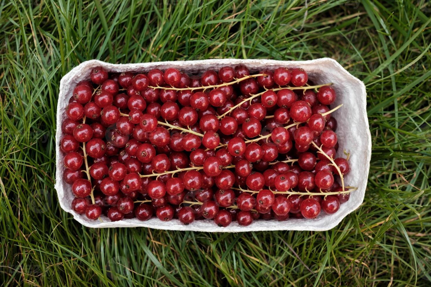 Bright ripe redcurrant in a paper container on a green grass. Top view. photo