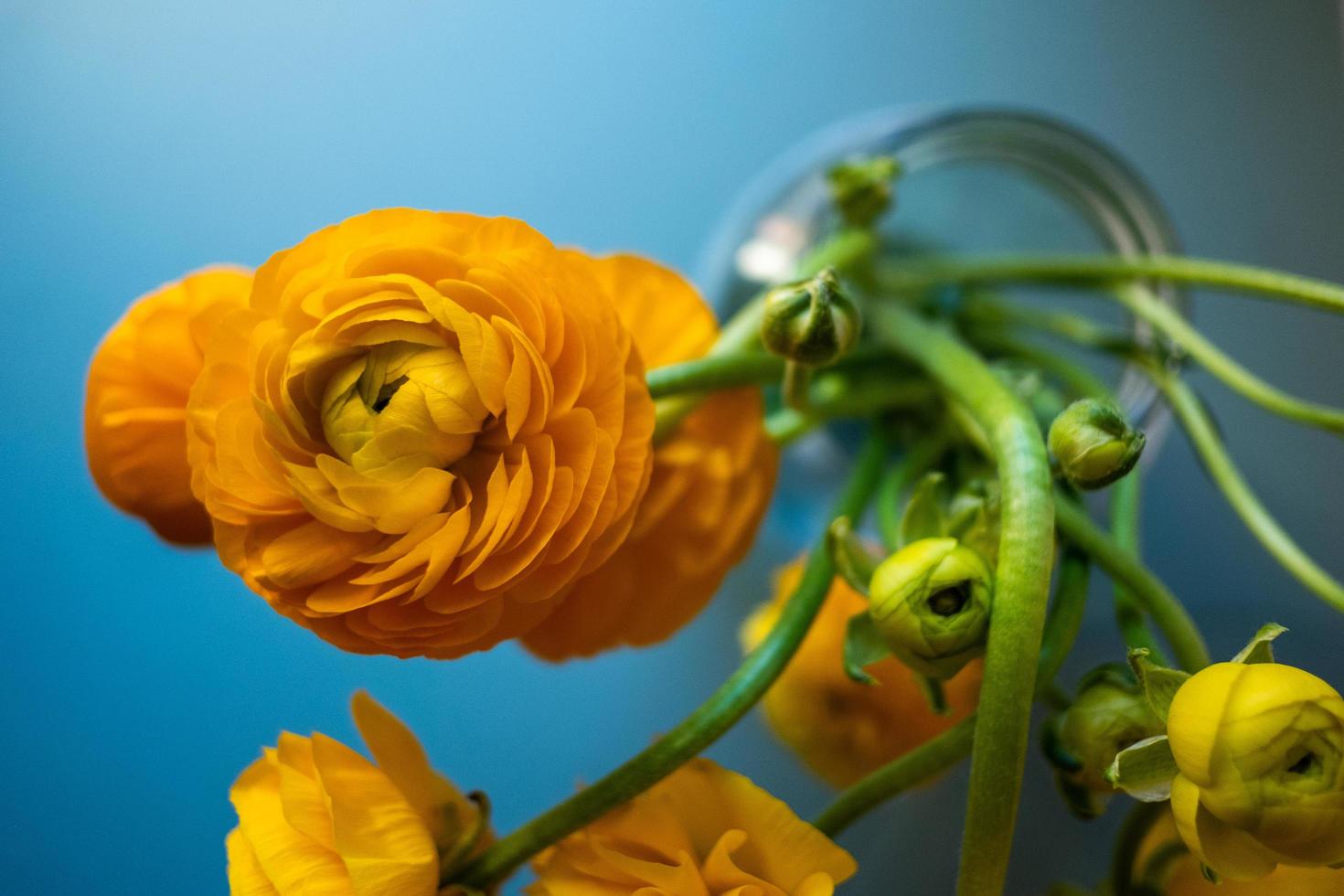 Ranunculus yellow flowers photo